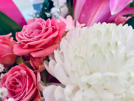 Background of pink and white roses and white chrysanthemums close upの写真素材