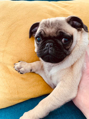 Pug dog puppy sitting on the bright sofaの写真素材