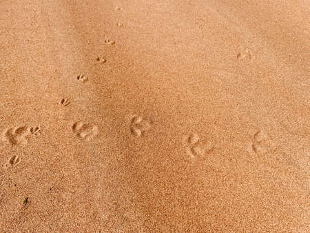 Footprint of a birds foot on a sand dune backgroundの写真素材