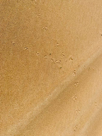 Footprint of a birds foot on a sand dune backgroundの写真素材