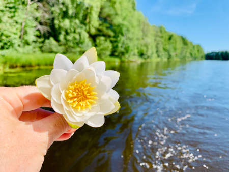 white water lily and its reflection on river backgroundの写真素材