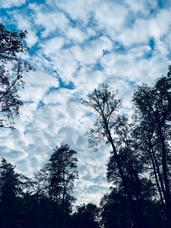 Looking up through trees without leaves to a blue, cloudy sky above. dramatic