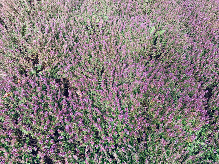beautiful blooming thyme, thymus backgroundの写真素材