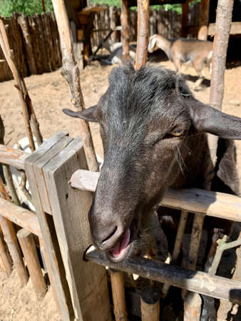 A prisoner. black goat head out side the fence on farmの写真素材