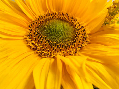 Close up view of the yellow sunflower singleの写真素材
