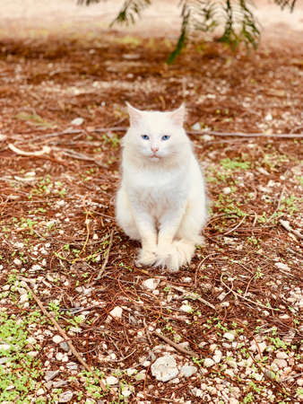 Blue-eyed cat watching curiously on the white ground near the grassの写真素材
