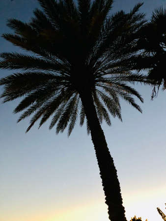 Coconut palm tree silhouetteduring sunsetの写真素材