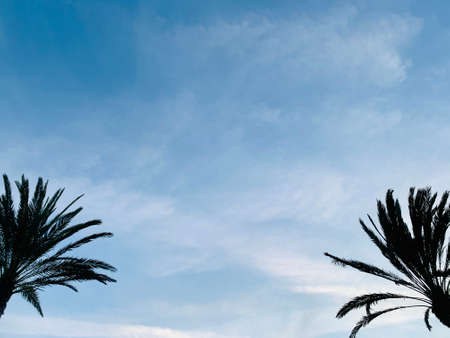Silhouette of single palm tree with background of beautiful sunset skyの写真素材