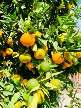 Closeup of ripe juicy mandarin oranges in greenery on tree branchesの写真素材