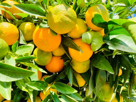 Closeup of ripe juicy mandarin oranges in greenery on tree branchesの写真素材