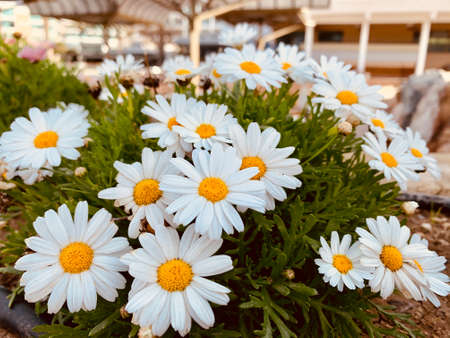 White flowers on a flowerbed close up. Garden chamomile or Nivyanik or Ox-eye Daisy.の写真素材
