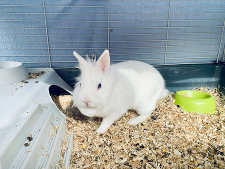 Pet white rabbit in rabbit hutch enclosure in suburban backyard
