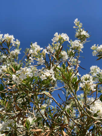 white flowers on blue sky in the background. Nerium oleander.の写真素材