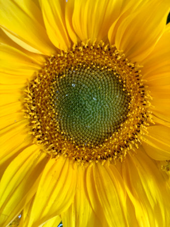 Close up view of the yellow sunflowerの写真素材
