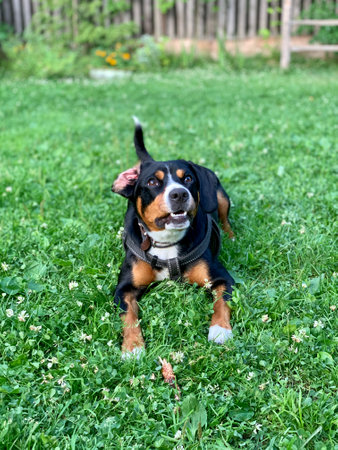 Dog playing sitting and laying on the grass outside smilesの写真素材