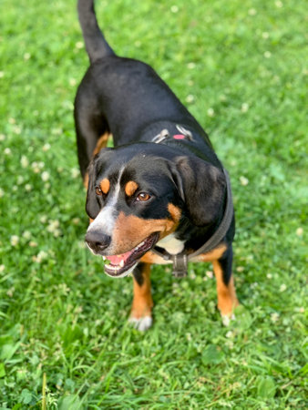Dog playing sitting and laying on the grass outside smilesの写真素材