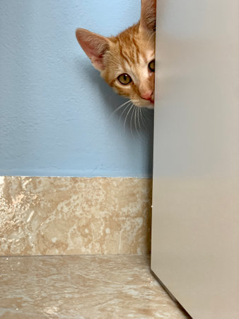Beautiful red kitten is hiding behind wooden closet.の写真素材