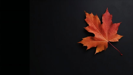 Autumn background orange marple leaf on black with copy space for text. Fall background. Bannerの素材