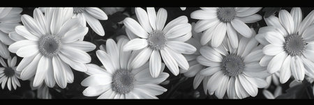 Black and white photography of margueritesの素材