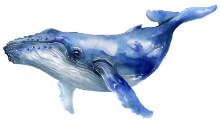 Watercolor blue whale illustration isolated on white background. Hand-painted realistic underwater animal artの素材