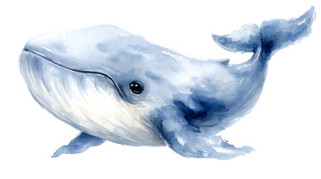 Watercolor blue whale illustration isolated on white background. Hand-painted realistic underwater animal artの素材