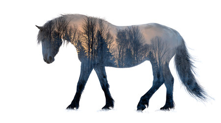 Double exposure of a beautiful horse and a pine winter forest and sunsetの素材
