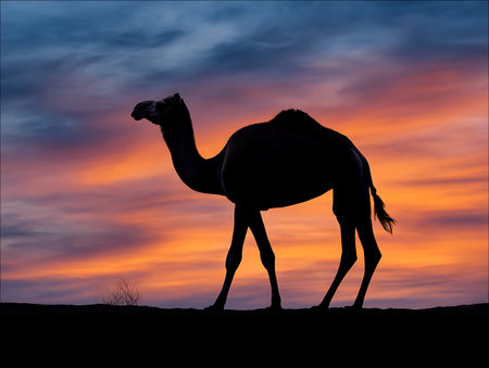 Silhouette camel at sunset on the dunes of the desert.の素材