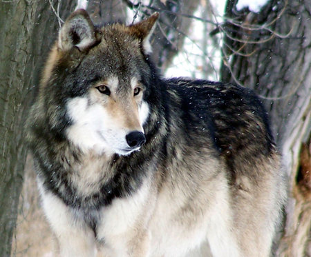 Gray wolf in snow