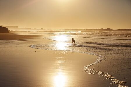 The dog runs along the sunny beachの写真素材
