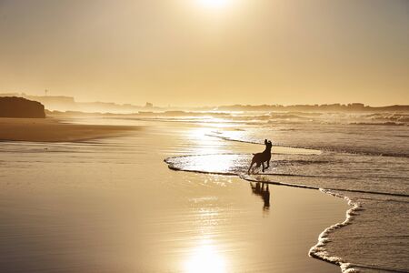 Dog playing on a sunny beachの写真素材