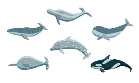 Dolphin and Whales set on white backgroundのイラスト素材
