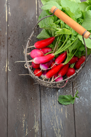 Bunch of fresh colorful radishes on old rustic wooden table, selective focus.の写真素材