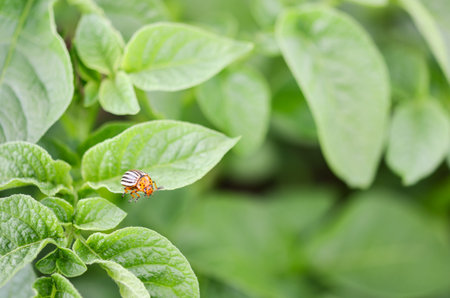 The Colorado potato beetle (Leptinotarsa decemlineata) on the potato leaves.の写真素材