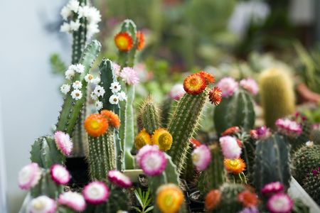 Cactusの写真素材