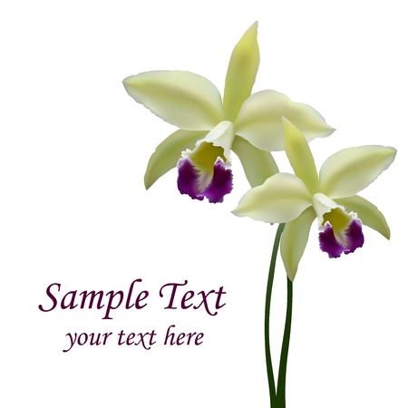 Photorealistic illustration - a beautiful yellow orchid. Created with meshes. Floral background.のイラスト素材