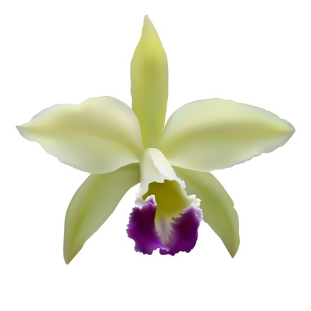 Vector orchid flowerのイラスト素材