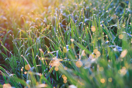 morning dew on the grass