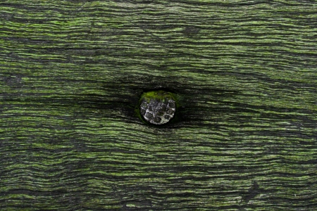 nail in wood with fake mossの写真素材