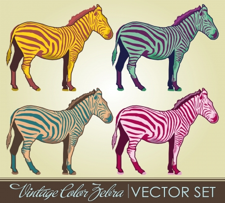 Vintage Zebra collection -  retro color  setのイラスト素材