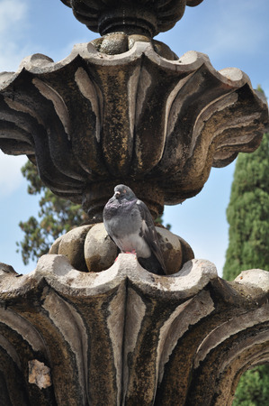 Mexican Fountain - Courtyard in Mexico - pigeon - san miguel de allendeの写真素材