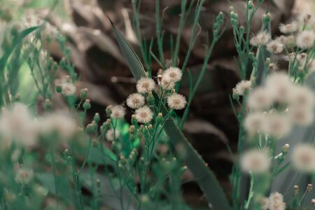 Macro Scene beautiful Dandelion Flower nature Bokeh background.の写真素材