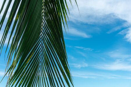 Palm Leaf and Beautiful blue sky with clouds.の写真素材