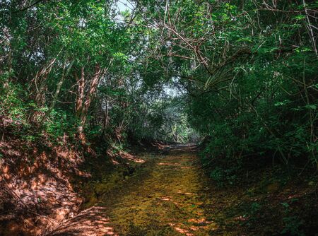 Dirt Road in Mexican Jungle Rainforest.の写真素材