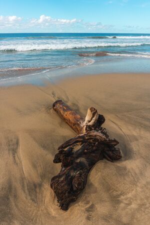 Tree Trunk on Sand in Mexican Beach.の写真素材