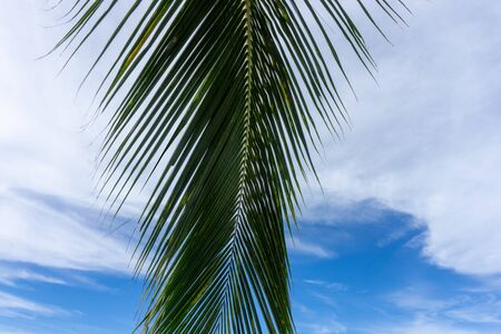 Palm Leaf and Beautiful blue sky with clouds.の写真素材