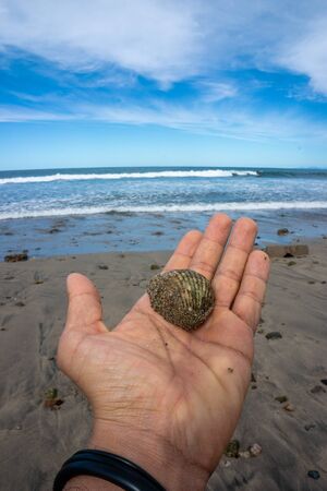 Hand Male Holding a Seashell on Virgin Mexican Beach.の写真素材