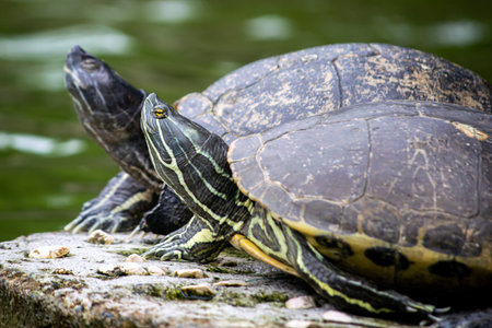 Red-eared slider turtle (Trachemys scripta elegans)の写真素材