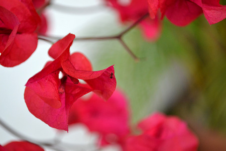 ant exploring red flowerの写真素材