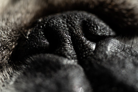 Dog's nose macro photography. Pug breed.の写真素材