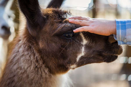 little girl petting a striped llama.の写真素材